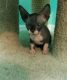 Sphynx Cats for sale in Rochelle Park, NJ, USA. price: NA
