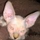 Sphynx Cats for sale in Oklahoma City, OK, USA. price: $2,500