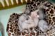 Sphynx Cats for sale in Pittsburgh, PA, USA. price: $500