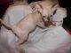 Sphynx Cats for sale in West Palm Beach, FL, USA. price: NA