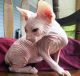 Sphynx Cats for sale in Allenwood, Wall Township, NJ, USA. price: NA