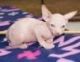 Sphynx Cats for sale in Anchorage, AK, USA. price: NA