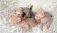 Sphynx Cats for sale in New Haven, CT, USA. price: NA