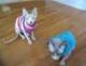 Sphynx Cats for sale in Bear, DE, USA. price: NA
