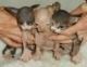 Sphynx Cats for sale in Naperville, IL, USA. price: NA