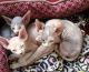 Sphynx Cats for sale in Akron, OH, USA. price: NA