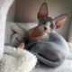 Sphynx Cats for sale in Erie, PA, USA. price: NA