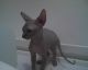 Sphynx Cats for sale in Buckley, IL 60918, USA. price: NA