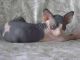 Sphynx Cats for sale in Jackson, MS, USA. price: NA