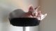 Sphynx Cats for sale in Arlington, VA, USA. price: NA