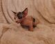 Sphynx Cats for sale in Beaumont, MS 39423, USA. price: NA