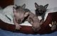 Sphynx Cats for sale in Burlington, WY 82411, USA. price: $300