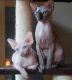 Sphynx Cats for sale in Davis, WV 26260, USA. price: NA