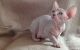 Sphynx Cats for sale in Edmonds, WA, USA. price: $300