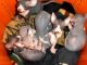 Sphynx Cats for sale in North Charleston, SC, USA. price: NA
