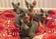 Sphynx Cats for sale in Providence, RI, USA. price: $300