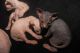 Sphynx Cats for sale in Pittsburgh, PA, USA. price: $300