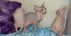 Sphynx Cats for sale in Salem, OR, USA. price: $300