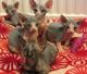 Sphynx Cats for sale in Tulsa, OK, USA. price: $300