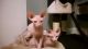 Sphynx Cats for sale in Tulsa, OK, USA. price: $300