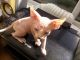 Sphynx Cats for sale in Fargo, ND, USA. price: NA