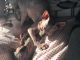 Sphynx Cats for sale in Rochester, NY, USA. price: NA