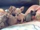 Sphynx Cats for sale in Little Rock, AR, USA. price: NA