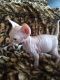 Sphynx Cats for sale in St Pete Beach, FL, USA. price: NA