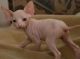 Sphynx Cats for sale in Worcester, MA, USA. price: NA