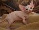 Sphynx Cats for sale in Frisco, TX, USA. price: NA