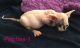 Sphynx Cats for sale in Catawissa, MO 63015, USA. price: NA