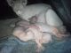 Sphynx Cats for sale in Aiken, SC, USA. price: NA
