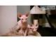 Sphynx Cats for sale in Evansville, WY, USA. price: $400