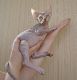 Sphynx Cats for sale in Mesa, AZ, USA. price: NA