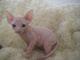 Sphynx Cats for sale in Delaware, AR 72835, USA. price: $400