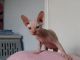Sphynx Cats for sale in Wilmington, NC, USA. price: $400