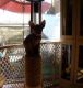 Sphynx Cats for sale in Cumberland City, TN 37050, USA. price: NA