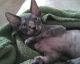 Sphynx Cats for sale in Buckley, IL 60918, USA. price: NA