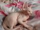 Sphynx Cats for sale in Memphis, TN, USA. price: NA