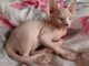 Sphynx Cats for sale in Louisville, KY, USA. price: $300