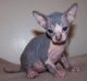 Sphynx Cats for sale in Bethel, DE, USA. price: NA