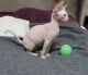 Sphynx Cats for sale in Carlsbad, CA, USA. price: NA