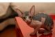Sphynx Cats for sale in Oregon City, OR 97045, USA. price: $500