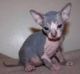 Sphynx Cats for sale in Gainesville, FL, USA. price: NA