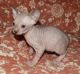 Sphynx Cats for sale in Baltimore, MD, USA. price: NA