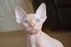 Sphynx Cats for sale in Roseville, CA, USA. price: NA