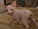 Sphynx Cats for sale in Jemez Pueblo, NM, USA. price: $500
