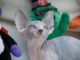 Sphynx Cats for sale in Lawton, OK, USA. price: NA