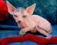 Sphynx Cats for sale in Birmingham, AL, USA. price: NA