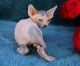 Sphynx Cats for sale in Birmingham, AL, USA. price: NA